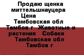 Продаю щенка миттельшнауцера › Цена ­ 20 000 - Тамбовская обл., Тамбов г. Животные и растения » Собаки   . Тамбовская обл.,Тамбов г.